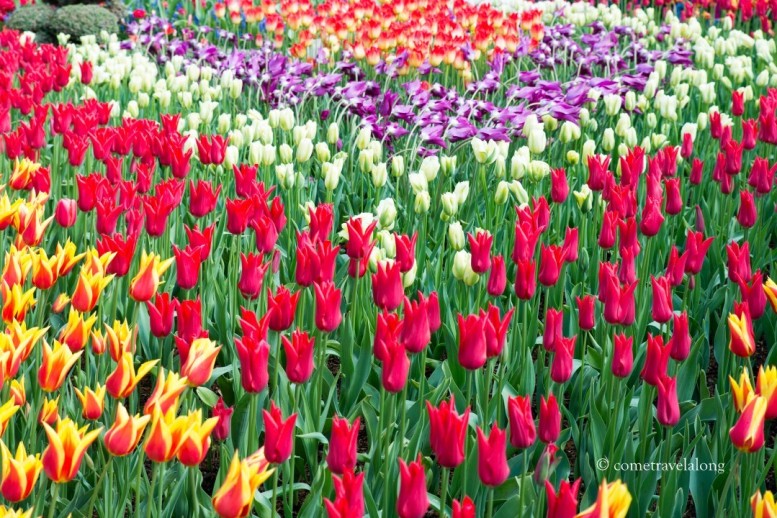 The show garden displayed the specialty tulips and different varieties.